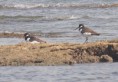 /album/photogallery/oystercatcher-3-jpg/